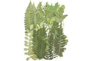 SSRDFU - 35 PCS Vera Foglia essiccata pressata erbario Foglia Mix Vera Foglia Naturale essiccata Artigianato in Resina Adesivo per Unghie Fai da Te Decorazione (Vari Stili)