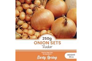 schone 250 Grams Onion Sets Radar – Long Standing Favourite for Autumn Sown Onions – Perennial Reliable Top Performer – Mild Flavour & Excellent Storage – for Your Garden, White