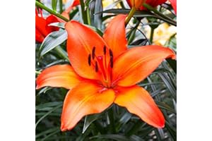COOTO 1x Bulbo lirio Bulbos lilium naranja Plantas ornamentales Bulbos de lirios Bulbos de flores Lirio asiático Nello