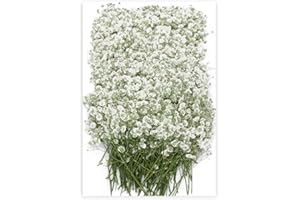 YOOTHBRO 100PCS Dried pressed Babys Breath Flowers Bulk,Real Nature Ivory White Gypsophila Branches Bouquet for Resin Invitations Wedding Art Craft DIY Card Making