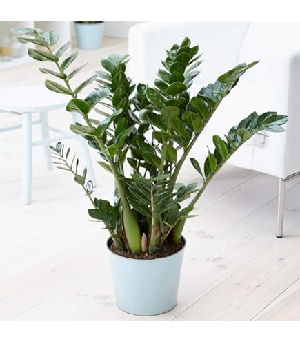 Glcksfeder | 3er-Set | Zamioculcas zamiifolia | ca. 40-50 cm |  12-15 cm  Topf | Pflegeleichte Zimmerpflanzen fr Wohnung und Bro | Qualitt vom  Pflanzen Profi | Ideale Raumbegrnung : Amazon.de: Garten
