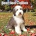 Produktbild Bearded Collies 2019 - 18-Monatskalender mit freier DogDays-App (Wall-Kalender)