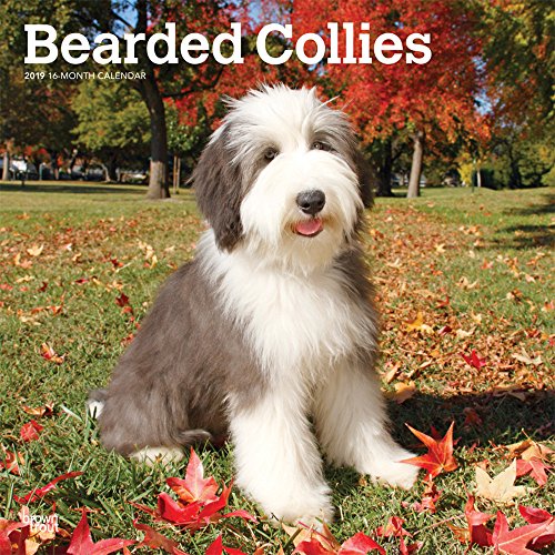 Download Bearded Collies 2019 Calendar