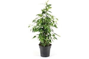 GENÉRICO Ficus Benjamina, 40-50 cm. Planta natural. Árbol ornamental de hojas brillantes y caída elegante, ideal para interiores. Segura Garden.