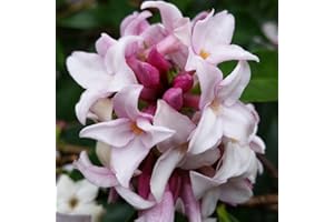 YouGarden - Daphne 'Perfume Princess' in a 13cm Pot - Fragrant Spring Flowering Evergreen Shrub, Hardy, Easy to Grow