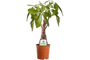 GARDENERSDREAM Pachira Aquatica - 1 Pianta - Pianta per Interni per Casa/Ufficio