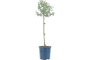 KENTIS - Eucalyptus Gunnii - Eucalyptus - Vraies Plantes d'Extérieur Résistantes - Plante de Jardin Anti-moustique - H 40-50 Pot Ø 15 cm