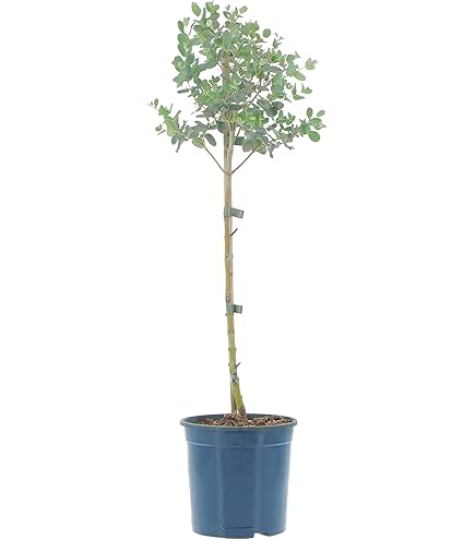 Semi Di Agrifoglio Inglese (Ilex Aquifolium) - Albero Sempreverde, Per Siepi O Esemplare Singolo