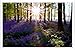 Produktbild Metall Poster Blechschilderplatte Blechschild Plakat Nature Trees Sunlight 91712 Retro Weinlese Kunstdrucke by hamgaacaan (20x30cm)