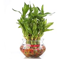 Nurturing Green Lucky Bamboo Two Layer Round Glass Pot