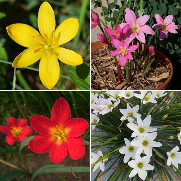 Live Green Zephyranthes - Rain Lily All Season Flower Bulbs (10pcs