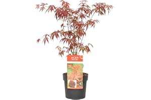 Bloomique Acer Palmatum Atropurpureum - Arce de Japón - Follaje púrpura - Resistente al frío - 50-70 cm de alto - Maceta 19 cm