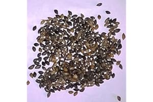 CHRISTMAS TREES FOR LIFE Scots Pine, Pinus Sylvestris Tree Seeds (25)