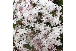 kiskick 20 Piezas de Semillas de Jasminum Grandiflorum, Flores Ornamentales para jardín, balcón, decoración de bonsái, Regalos de jardinería Ideales para Hombres y Mujeres Semillas de jazmín gr