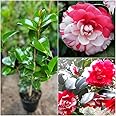 Camellia japonica plant,Cameliya, Kamelia japonica flower plant Indoor/Outdoor Pack of 1 live plant