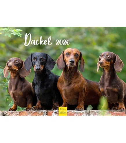 Edition Seidel Calendrier Mural 2026 De Qualité Supérieure - Motif Berger Allemand - Format A4 - Calendrier Mural - Pour