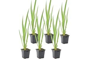 Bloomique - 6er Set - Iris Pseudacorus - Heimische Sumpf-Schwertlilie - Teichpflanzen Winterhart - Wasserpflanzen - Zone 1-2 - Höhe 15-25 cm - Topf 9 cm