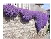 Produktbild Xiton 250 Aubrieta Seeds - Cascade Lila Blumensamen, Staude