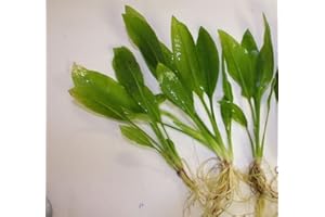 MÜHLAN AQUATIC PLANTS 3 loose plants Echinodorus amazonicus, for discusaquarium