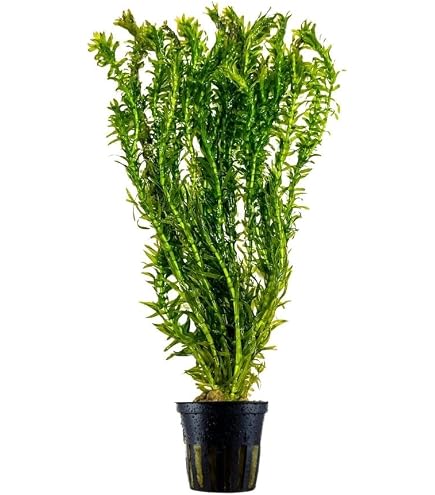 elefantfod plante Shop 'Elephant bush - Portulacaria afra' Care and Info