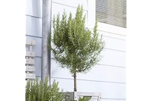YouGarden Rosemary Tree Standard, 80-100cm Tall in 3L Pot, Kitchen Herb for Patios and Gardens in Pots, Hardy Evergreen Fragrant Plant for UK Gardens