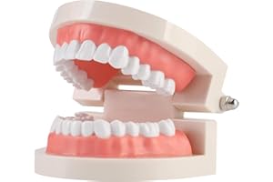Annhua Standard Teeth Model, Adjustable Dental Model for Child Teeth Teaching, Adult Teeth Demonstration Model for Teaching, Studying, Displaying, and Dental Communication