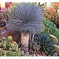Yucca ROSTRATA MOUYOU Blue Color Joshua Tree Hardy Desert Caudex Cacti 4" Plant