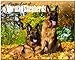 German Shepherds - For the love of 2015 - Deutsche Schäferhunde: Original BrownTrout-Kalender - Deluxe [Mehrsprachig] [Kalender] by 