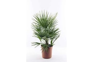 Vinterhård dvärgpalm ca. 60 cm Chamaerops Humilis En av de mest kalla toleranserna av palmer i Europa