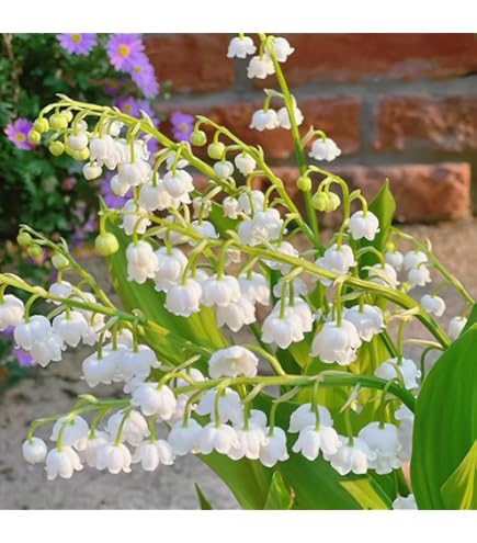 Maiglöckchen Knollen Mix - 5 Winterharte Zwiebeln Für Deinen Garten