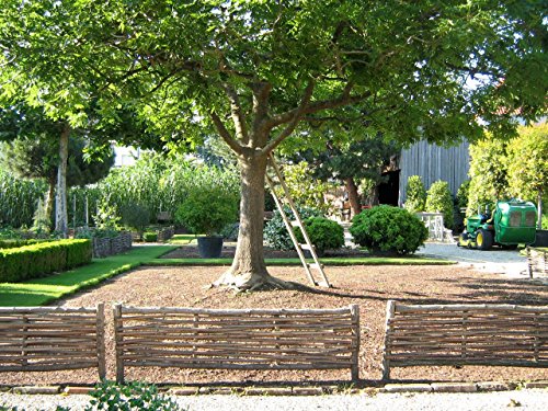 Robuste Beeteinfassung aus Haselnuss 100% natürlich (120 x 20 cm) - 5