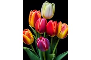 PJFNHD Decorazione del giardino Tulipani bulbi Tulipani bulbi olandesi