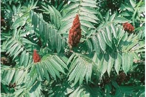 Tree Seeds Online - Rhus Typhina 50 Seeds - 1 Packs