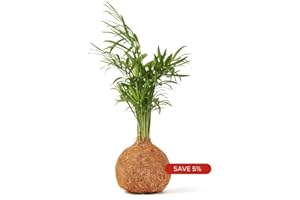 Tranquil Plants Bonsai Tree Indoor Plant with Moss Ball | Palm Kokedama House Plant Wrapped in Coco Fibre Ball | Includes Watering and Plant Guides |Gardening Gift 10 Years– 25cm High