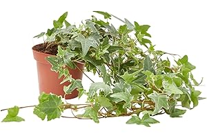 Verdecora Hiedra de Exterior Maceta Ø13 cm | Hedera Helix | Planta Natural Trepadora y Colgante | Surtido de Variedades Verdes y Variegadas para Jardines, Vallas o Macetas | 1 Unidad
