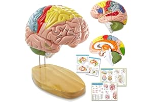 HADWYN 2025 New 1.5 Times Life Size Human Brain Model,Anatomy Head Model for Neuroscience Teaching with Labels,9 Colors to Identify Brain Functions for Learning Science Classroom Study Display Medical Model