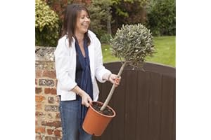 YouGarden Hardy Ornamental Olive Tree Standard 80-90cm Tall, Mediterranean Olive Tree for Gardens Patios and Decking, Ornamental Trees for Gardens