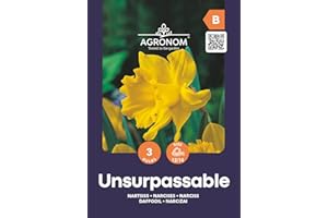 AGRONOM TESTED IN THE GARDEN AGRONOM | NARCISOS - UNSURPASSABLE | Bulbos de flores perennes | Flores Amarillo | Se cultivan en jardines de flores, macetas, se plantan en céspedes en flor | Paquete de 3 bulbos de flores