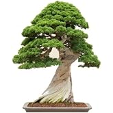 Dashing Look Okalipt&uuml;s Bonzai Ağacı Tohumu 5 Adet Bonsai Ağacı Tohumu TH-8777963100144