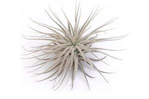 PLANDAIRE Luftpflanze Tillandsia Tectorum Schnee, für den Innenbereich, zur Dekoration des Büros, Schreibtischs, pflegeleicht