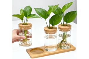 VGECEE Vaso Idroponico in Vetro, 3 Pezzi Stazioni di Propagazione Idroponica per Piante con 1 Vassoio e 3 Coperchio Terrario da Tavolo per Piante Decorativo di Vasi Vetro di Legno per Casa Ufficio