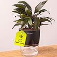 KYARI Oyster Indoor Plants for Living Room | Live Plants | Plants with Black Self Watering Pot for Home | Air purifier plants | Plants for Home Decor | Plants for Garden & bedroom