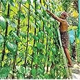 The Entacloo Betel Leaf Plant (KJ371)