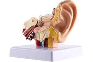 Hopbucan 1.5X Human Ear Anatomy Model - Professional Desktop Inner Ear Structure Simulation Model for Education