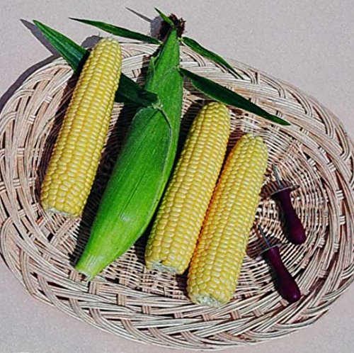 Premier Seeds Direct SWC16 Mais „Earligold“ Samen (Packung mit 50)