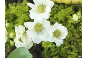 FLORIANA-BULBOSE Bulbi da Fiore (10 X Anemone coronaria THE BRIDE)