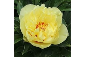 FLORA IMPORT Peonia Itoh Bartzella - Paeonia Itoh Bartzella - Radici Nude (1)