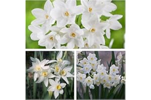 HUMPHREYS GARDEN Narcissus Paperwhites x 10 Flower Bulbs Size 12/14 Strong Scented Spring Flowers. Easy to Grow