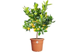 elho Algarve Cilindro 30 - Flower Pot Outdoor - 100% Recycled Plastic - Ø 29.5 x H 24.7 cm - Brown/Terra