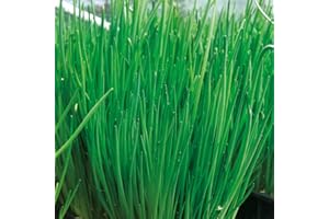 Chive 'Alando' 4 x Plug Plants. Perennial Allium herb. Onion Flavour for Cooking or Salads. Available from Bedwen Plants
